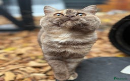 British Shorthair cats for sale: Beautiful choc and caramel (REDUCED) - Image 6