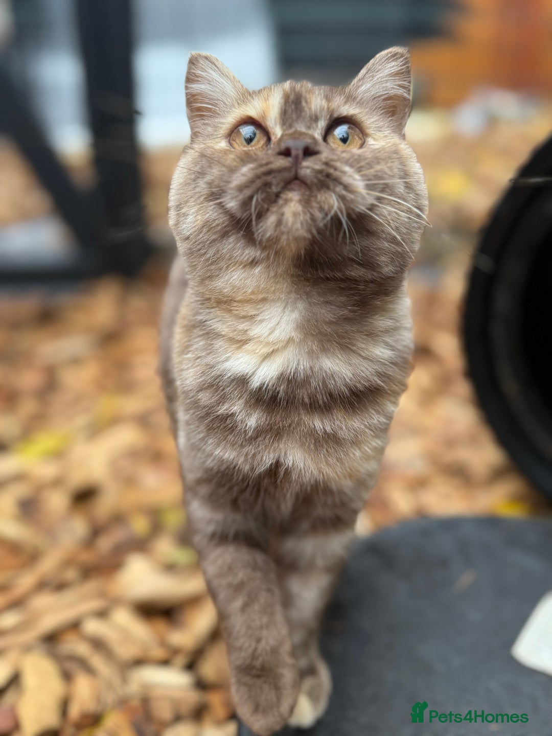 British Shorthair cats for sale: Beautiful choc and caramel (REDUCED) - Image 6