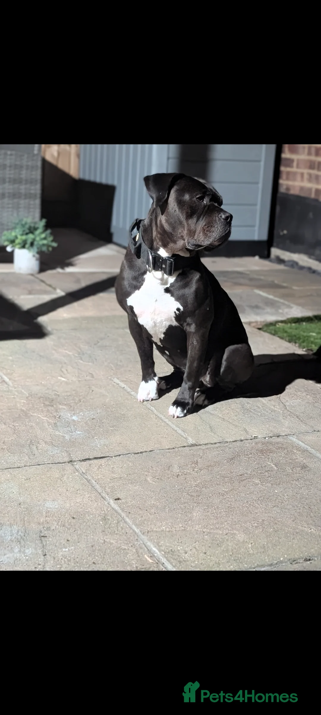 Mixed Breed dogs for sale: 4yr old female mixed breed dog for sale. - Advert 2