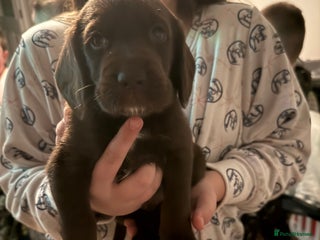 Cockerdor dogs Beautiful Cockerador Puppies - Advert 12