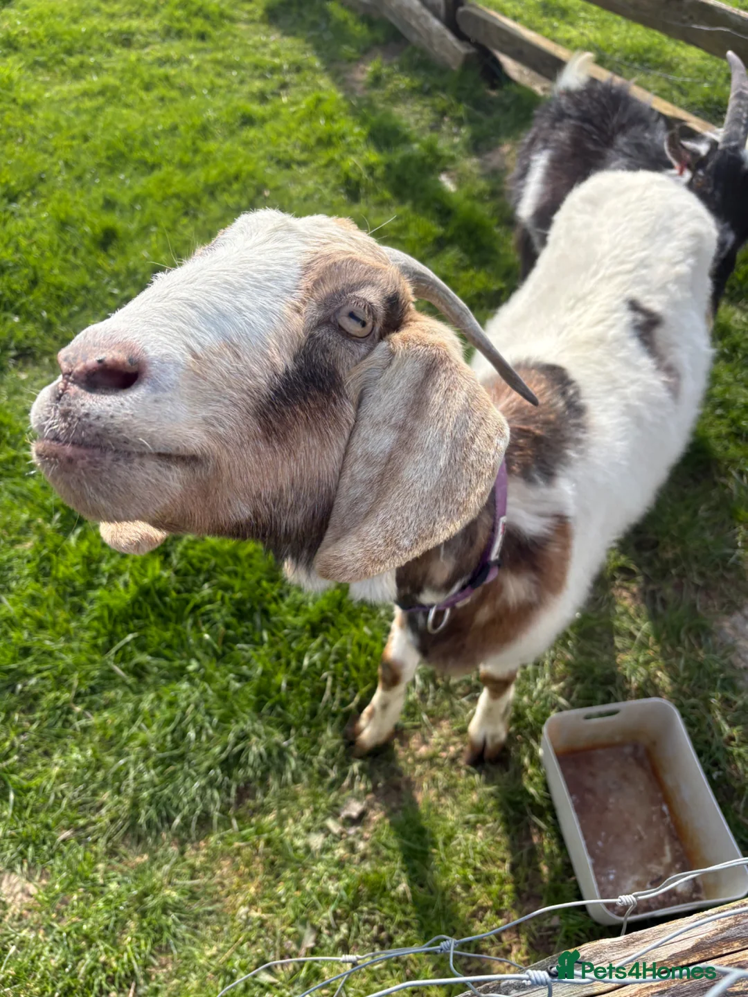 Goats livestock for sale: Male Pygmy and female Boer cross  in Alton - Advert 8