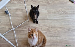 Mixed Breed cats for sale: Adorable kittens  - Image 24