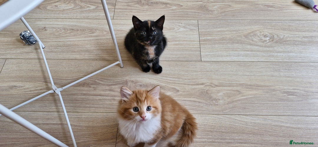 Mixed Breed cats for sale: Adorable kittens  - Image 24