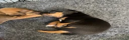 Mixed Breed dogs for sale: Frenchie Cross puppies - Advert 8