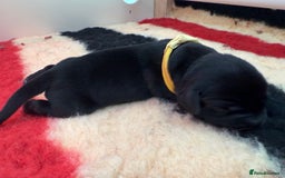 Labrador Retriever dogs for sale: Beautiful chunky litter of black pups  - Advert 23