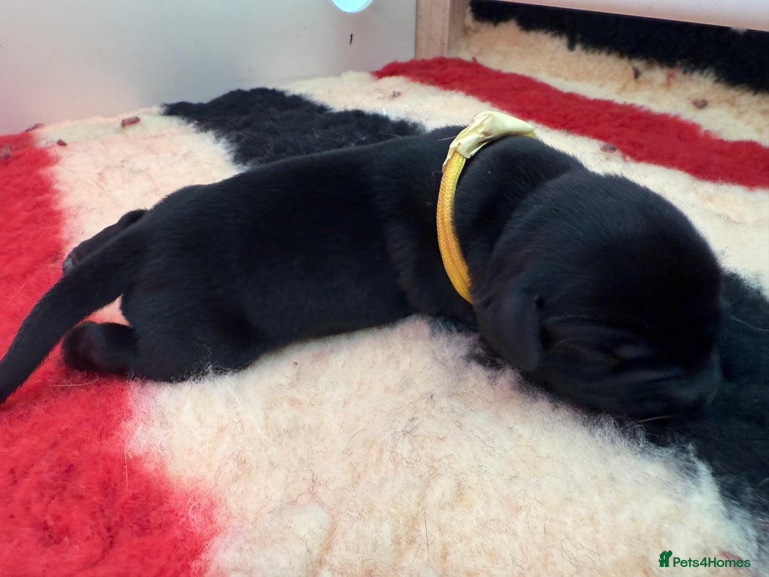 Labrador Retriever dogs for sale: Beautiful chunky litter of black pups  - Advert 23