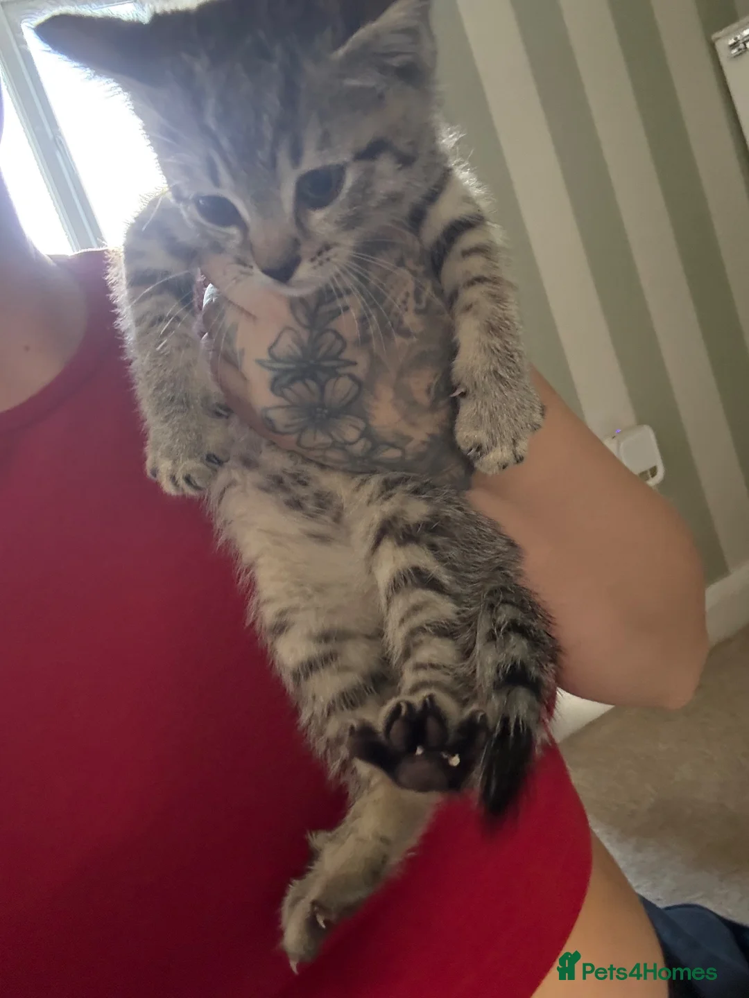 Mixed Breed cats for sale: Three tabby kittens for sale - Advert 2