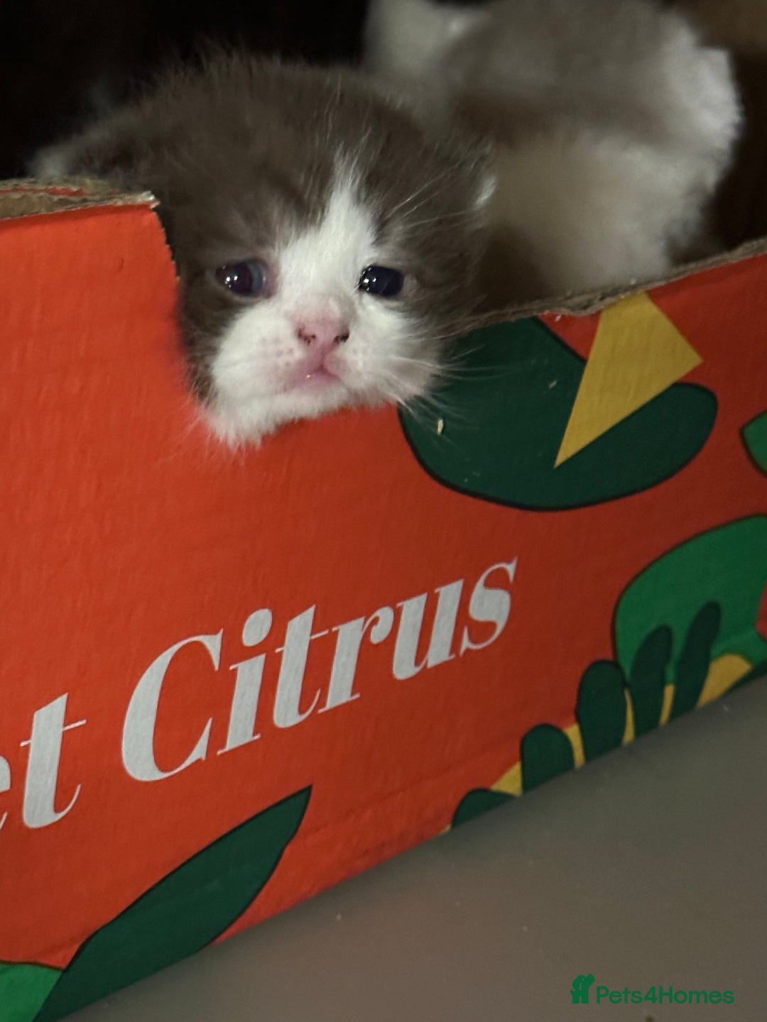 British Shorthair cats for sale: Full Pedigree Registered BSH - Advert 29