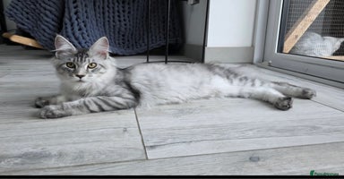 Maine Coon cats - Advert 16