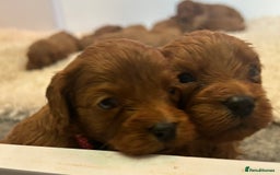 Cavapoo dogs for sale: F1 CAVAPOO BABIES 5🌟LICENSED BREEDER  - Image 2