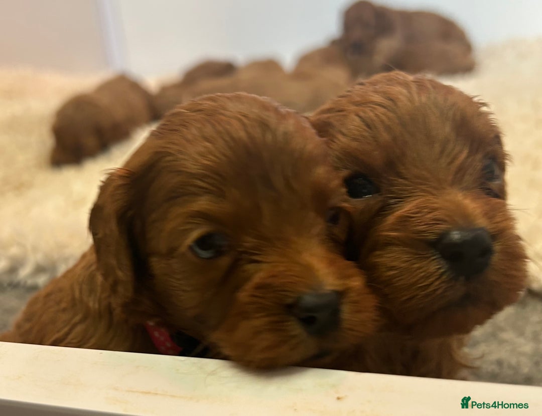 Cavapoo dogs for sale: F1 CAVAPOO BABIES 5🌟LICENSED BREEDER  - Image 2