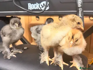 Chickens poultry Brahma chicks stunning colours pure breeds - Advert 8