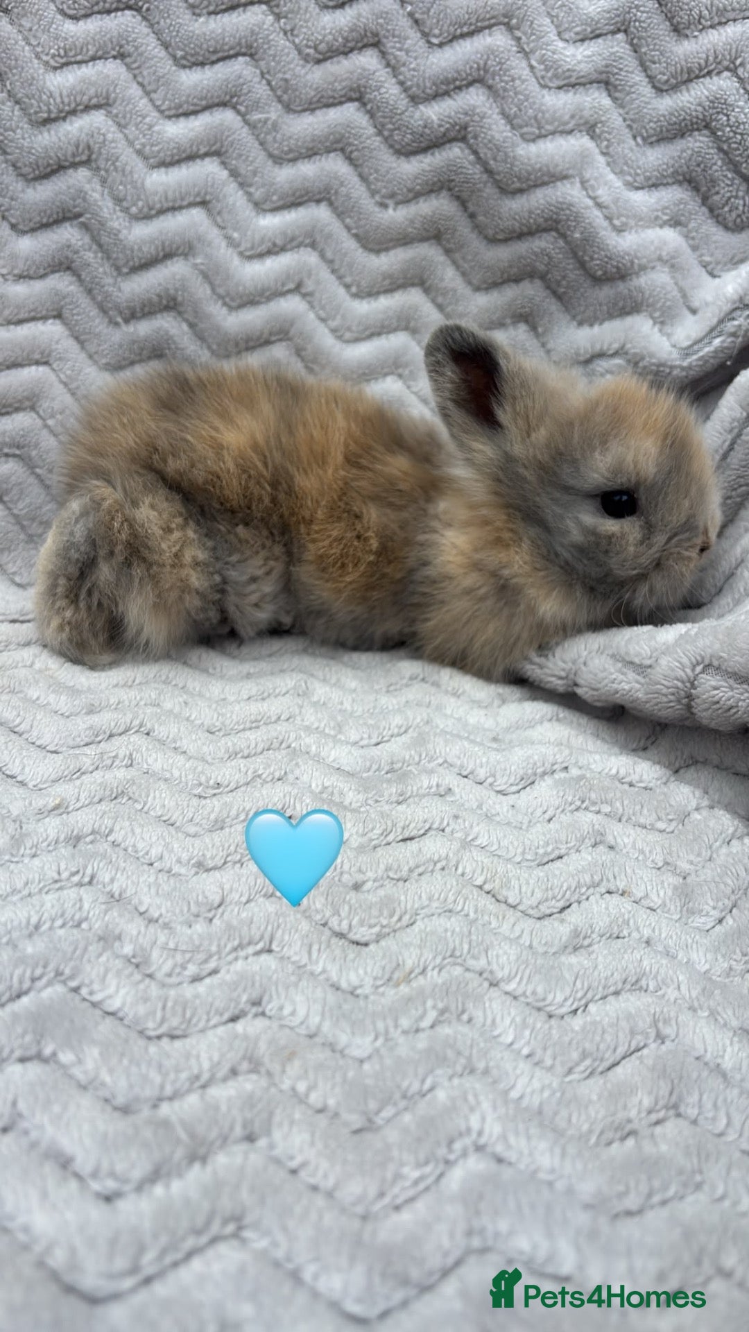 Lionhead rabbits Beautiful lionhead bunnies  - Advert 1