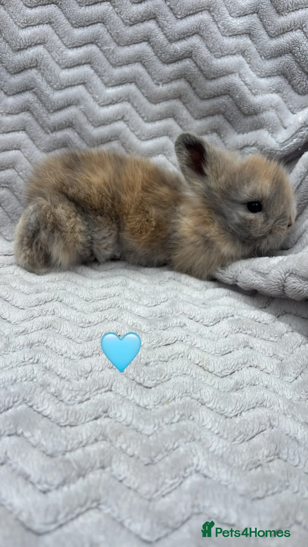 Lionhead rabbits for sale: Beautiful lionhead bunnies  - Advert 1
