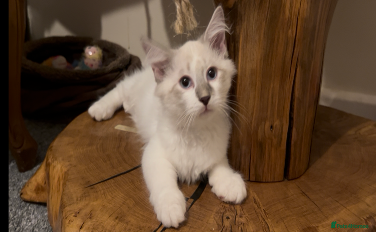 Siberian cats - Advert 3