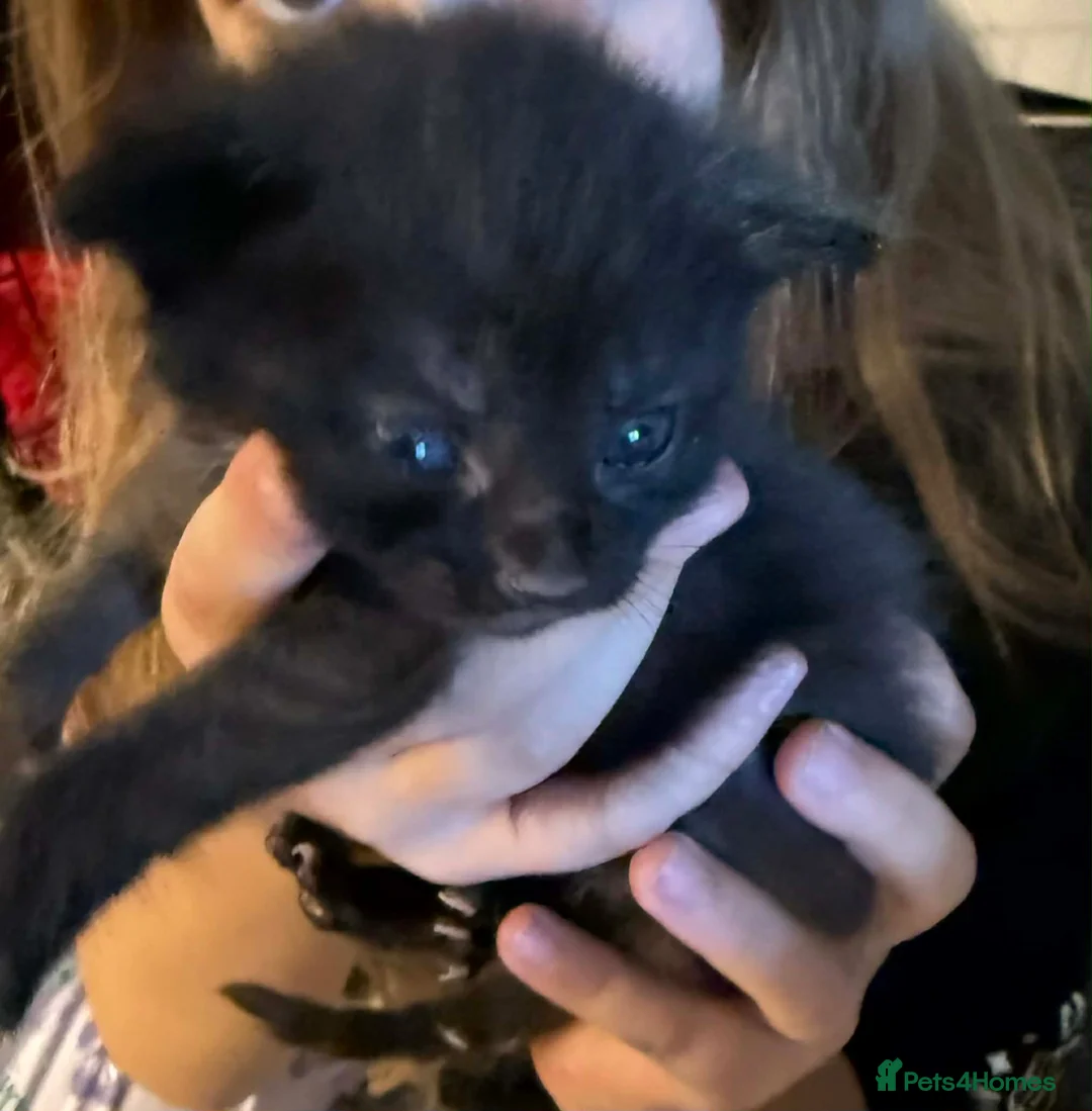 Mixed Breed cats for sale: 2 kittens available  in Hythe - Advert 3