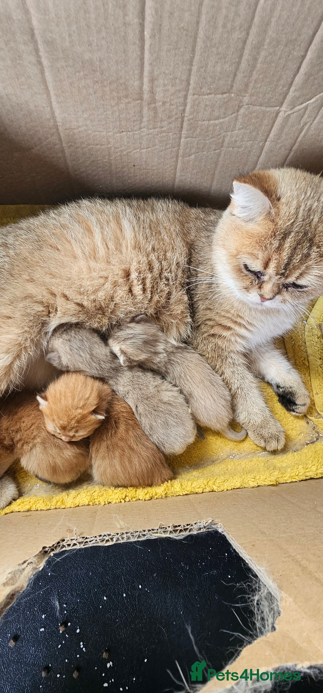 British Shorthair cats for sale: BSH GOLDEN KITTENS - Advert 25