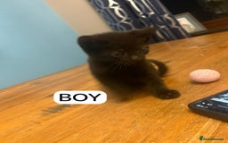 Mixed Breed cats for sale: Kittens - Image 4