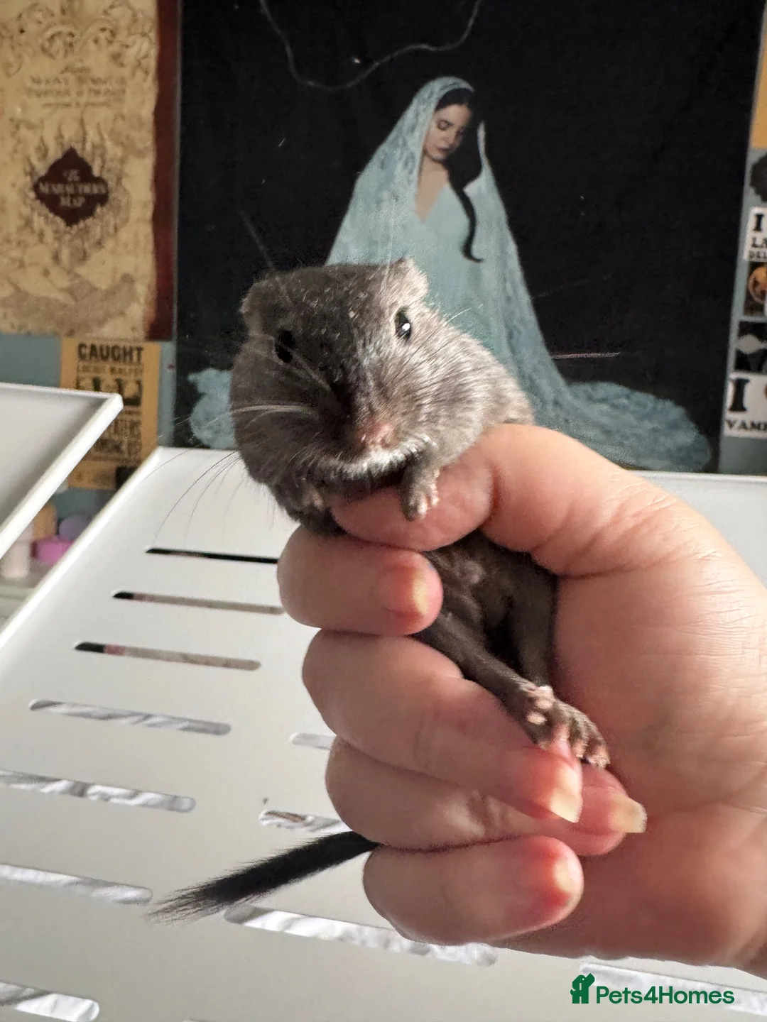 Gerbil rodents for sale: Male gerbil looking for new home and friend.  in Wisbech - Advert 4