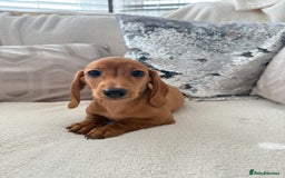 Miniature Dachshund dogs for sale: Miniature red dachshunds - Image 17