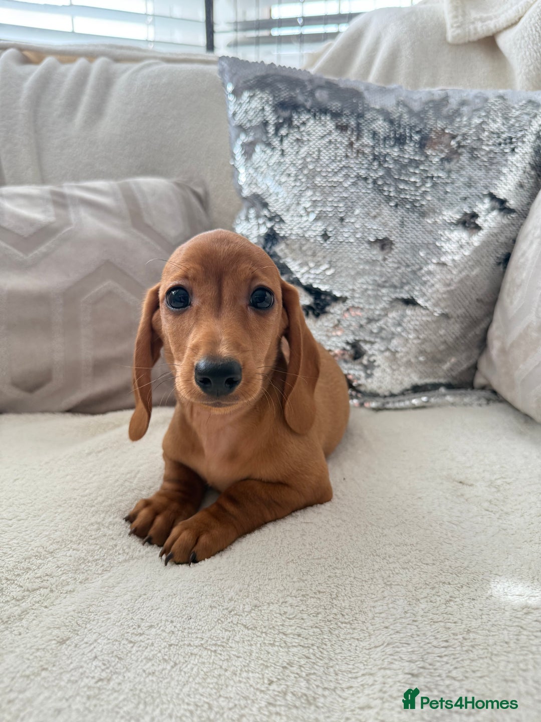 Miniature Dachshund dogs for sale: Miniature red dachshunds - Image 17
