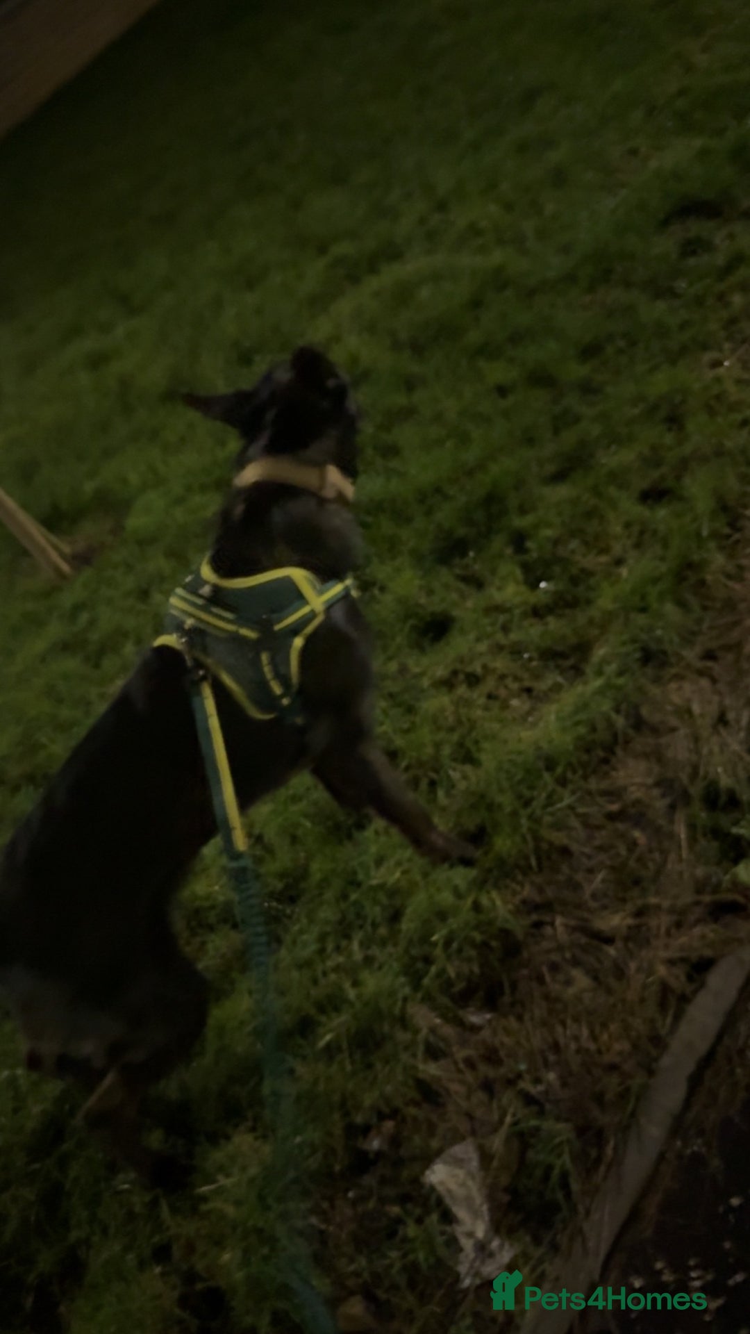 Mixed Breed dogs for sale: German Shepard x doberman - Advert 3