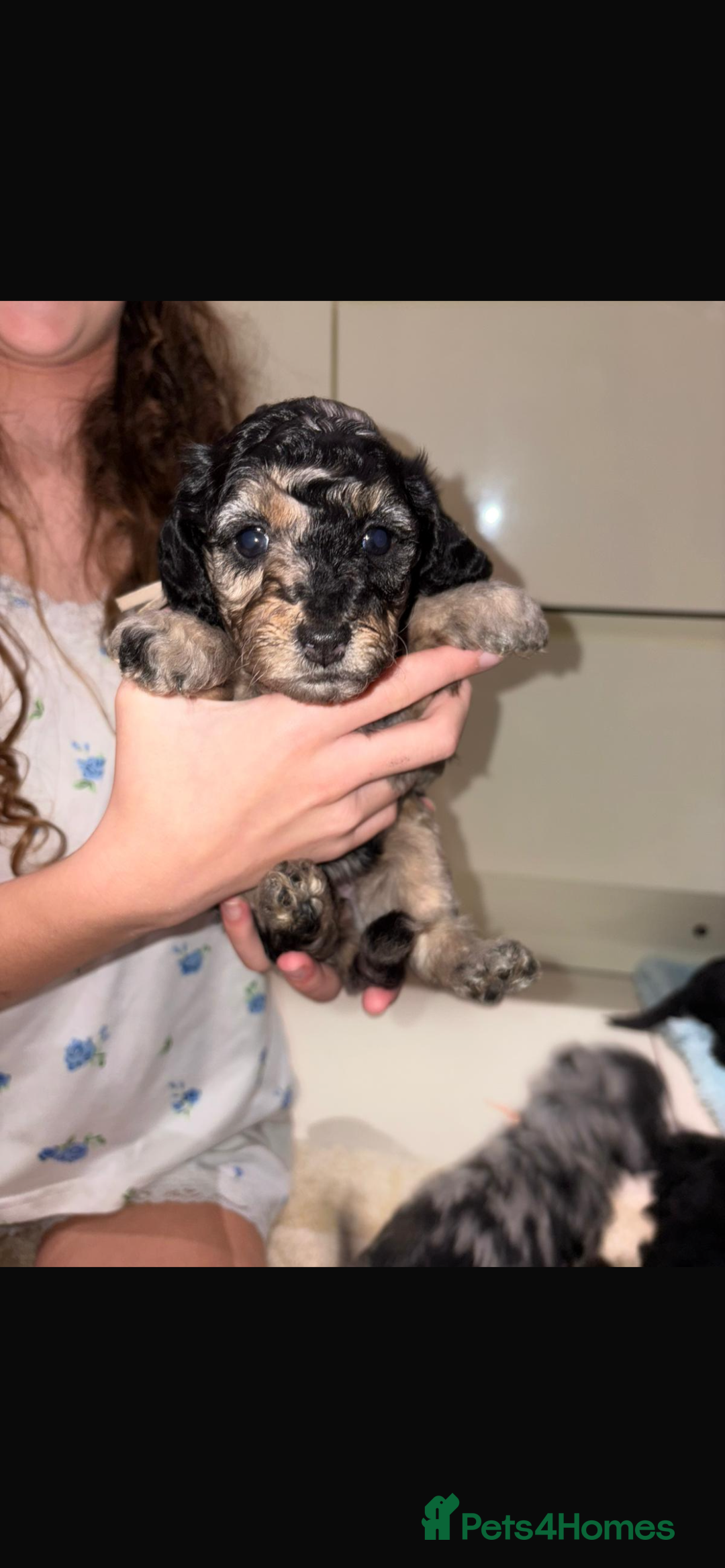 Miniature Poodle dogs for sale: Miniature Merle poodle puppies 🌈🐶❤️ - Advert 26