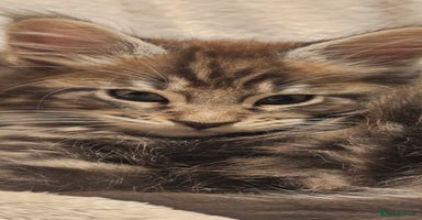 Maine Coon cats Pure Maine Coons – European Lines - Advert 6