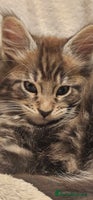 Maine Coon cats Pure Maine Coons – European Lines - Advert 1