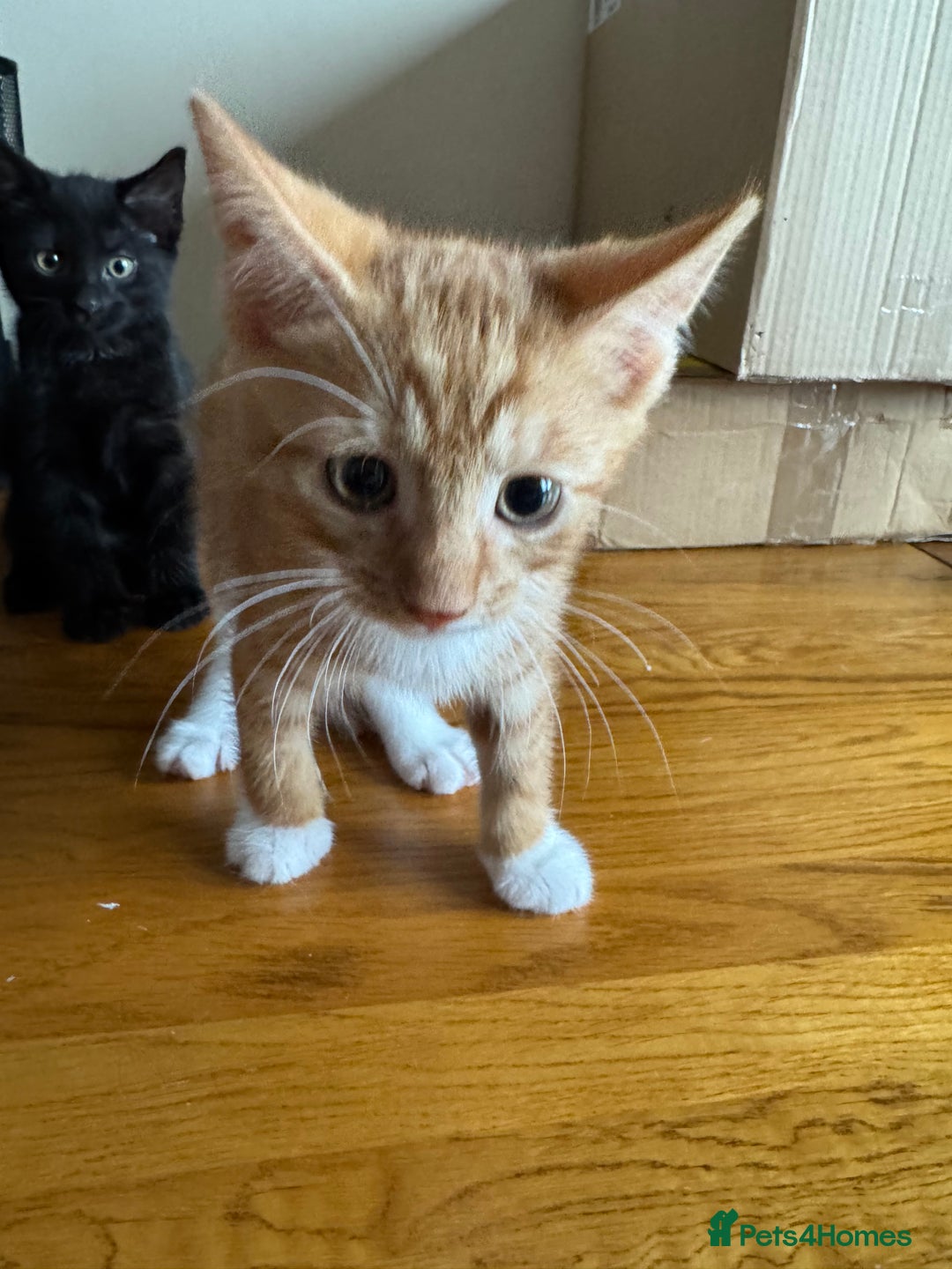 Mixed Breed cats for sale: Mixed kittens  - Image 3