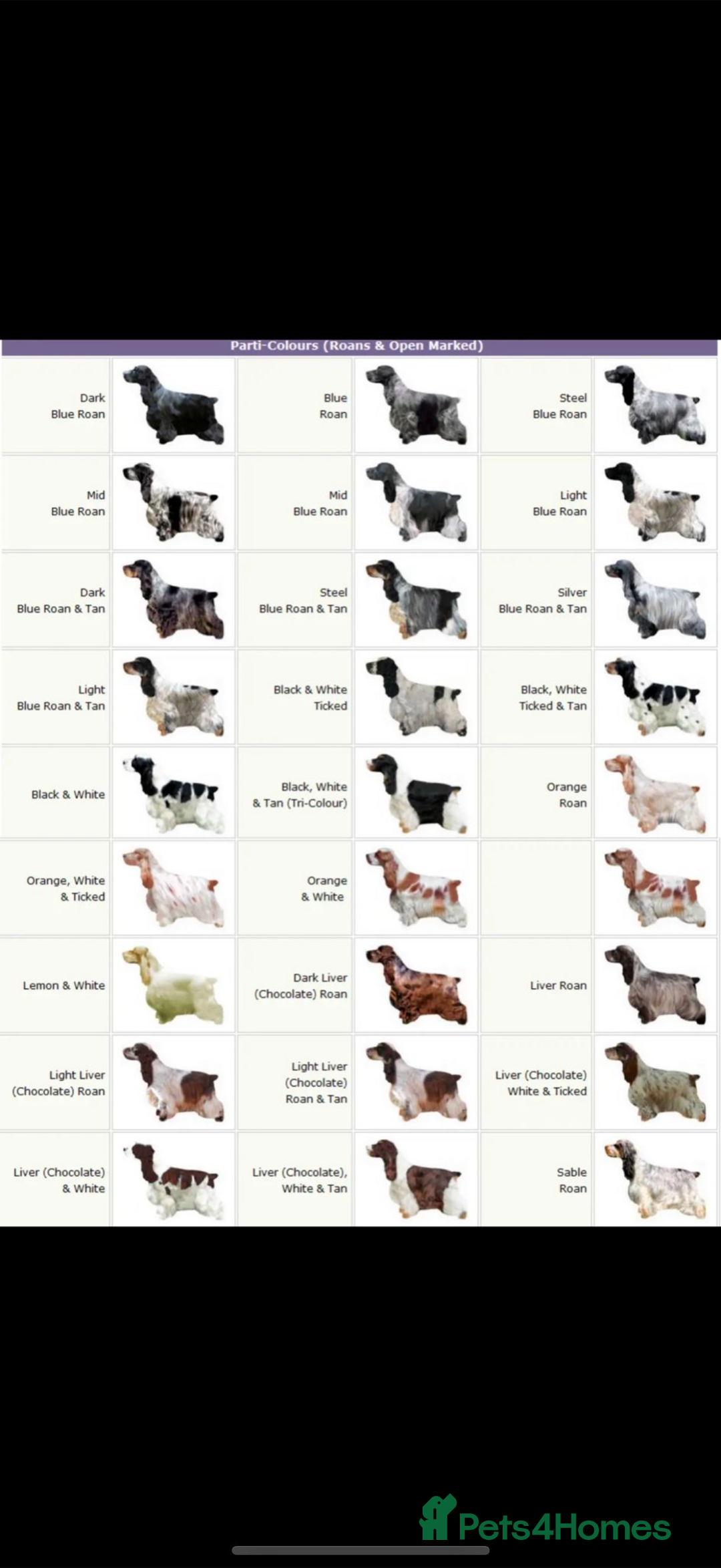 Cocker Spaniel dogs for sale: KC REG Showtype Cocker Spaniel LAST PUP ready 3/8 - Image 33