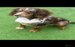 Cocker Spaniel dogs for sale: 5 beautiful all different cocker spaniels  - Image 5