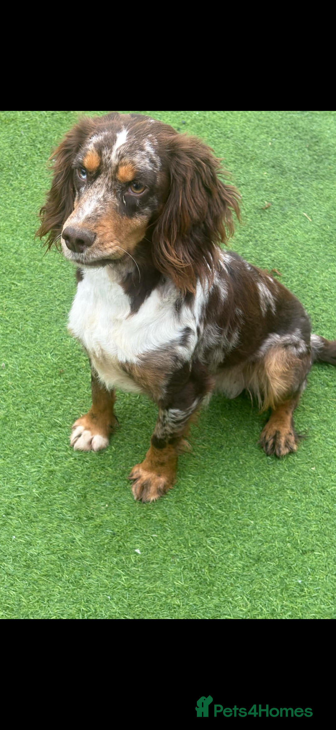 Cocker Spaniel dogs for sale: 5 beautiful all different cocker spaniels  - Image 5