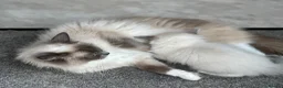 Ragdoll cats for sale: Ragdoll kittens  - Advert 6