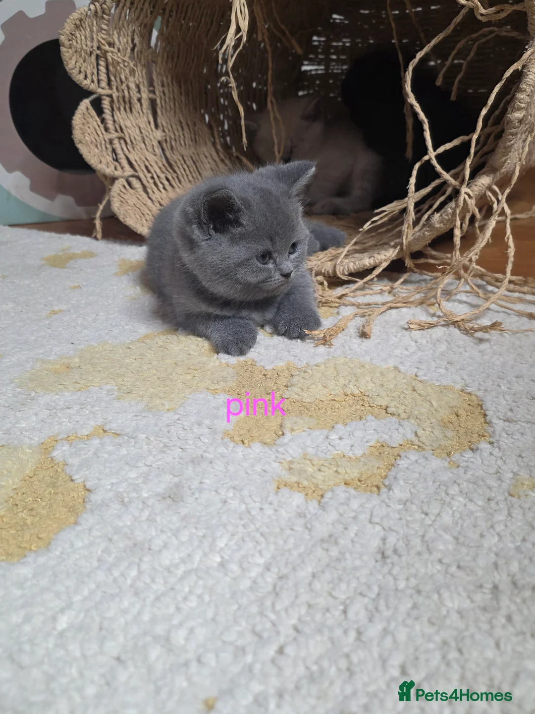 British Shorthair cats for sale: 🔥 Stunning British Shorthair Kittens to Reserve - Advert 38