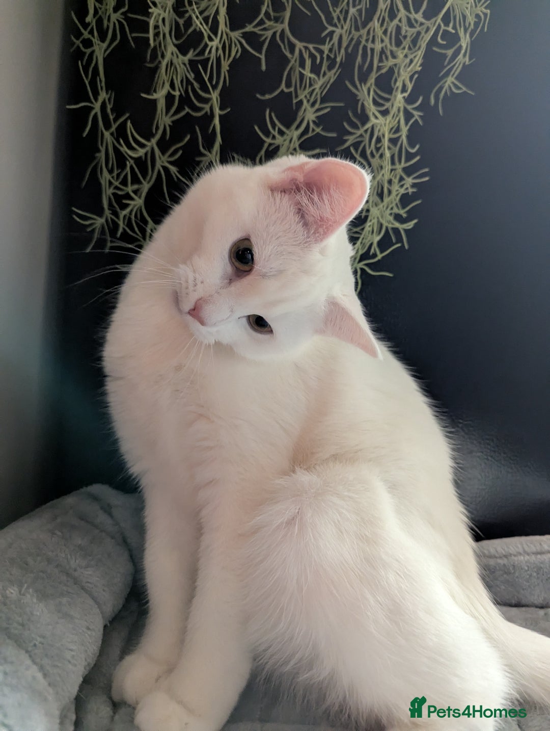 Domestic Shorthair cats for sale: Heartbreaking Rehome-18 month old Pure White Cat x - Image 38