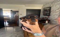 Dachshund dogs for sale: Dachshund Puppies for sale  - Image 6