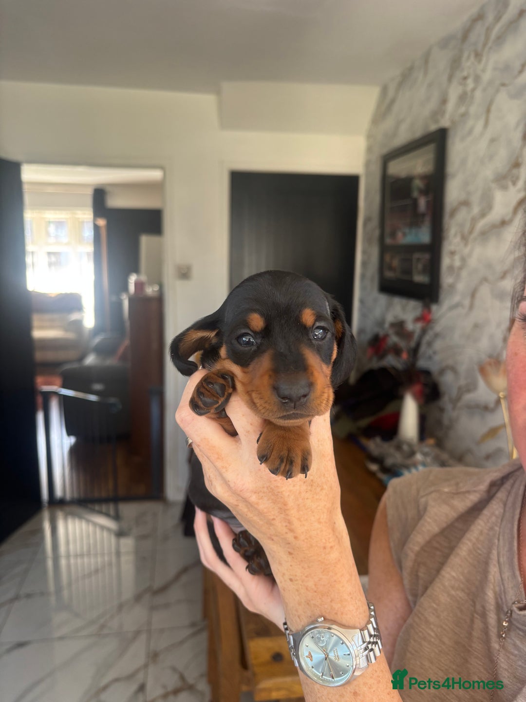 Dachshund dogs for sale: Dachshund Puppies for sale  - Image 6