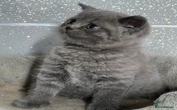 British Shorthair cats for sale: Stunning fluffy British short haired kittens  - Image 1