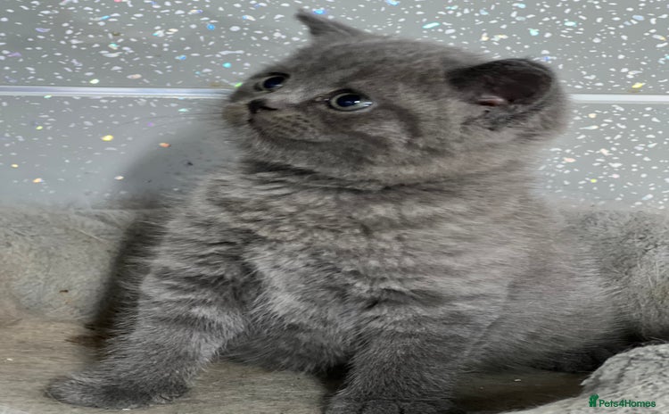 British Shorthair cats - Advert 1