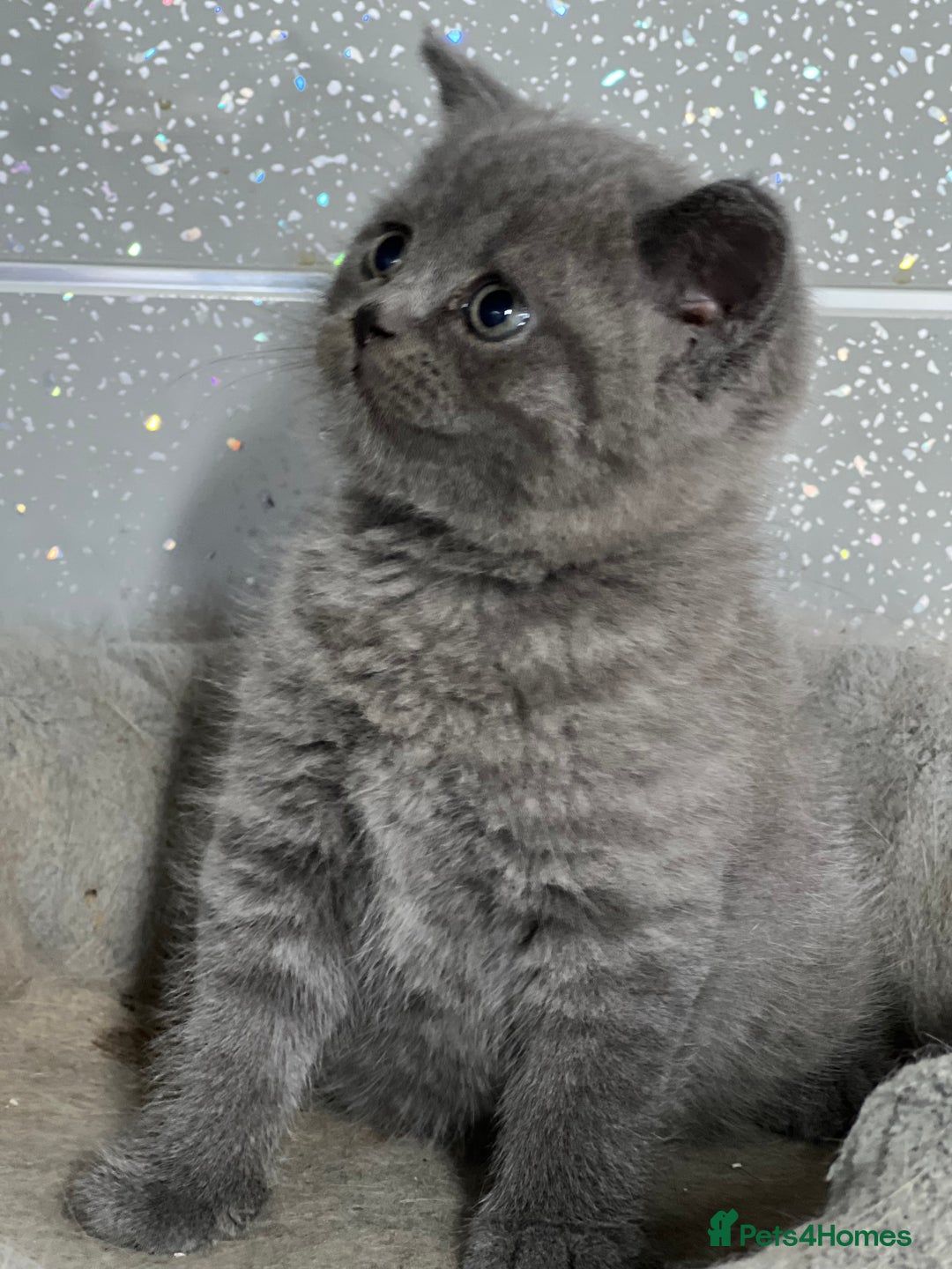 British Shorthair cats for sale: Stunning fluffy British short haired kittens  - Image 1