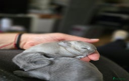 Netherland Dwarf rabbits for sale: Netherland Dwarfs bunnys  - Image 6
