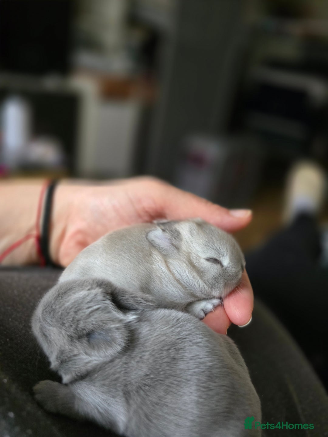 Netherland Dwarf rabbits for sale: Netherland Dwarfs bunnys  - Image 6