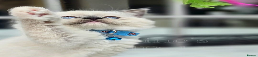 MR. BLUE
