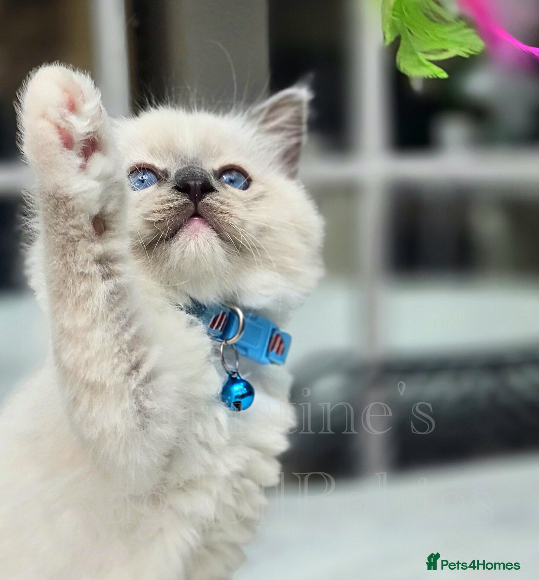 Ragdoll cats for sale: 🩵 Pure Ragdoll Kittens Ready Now 🩷 - Image 7