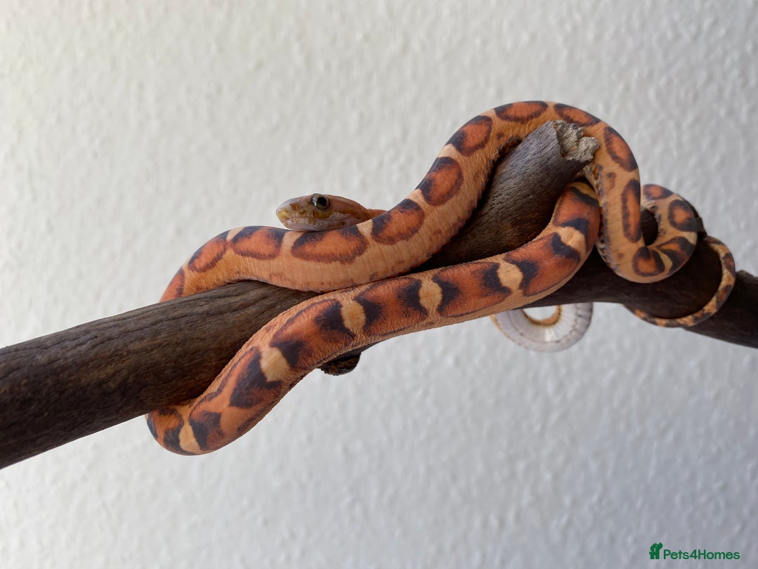 Corn Snake reptiles for sale: Scaless corn snakes  - Image 3