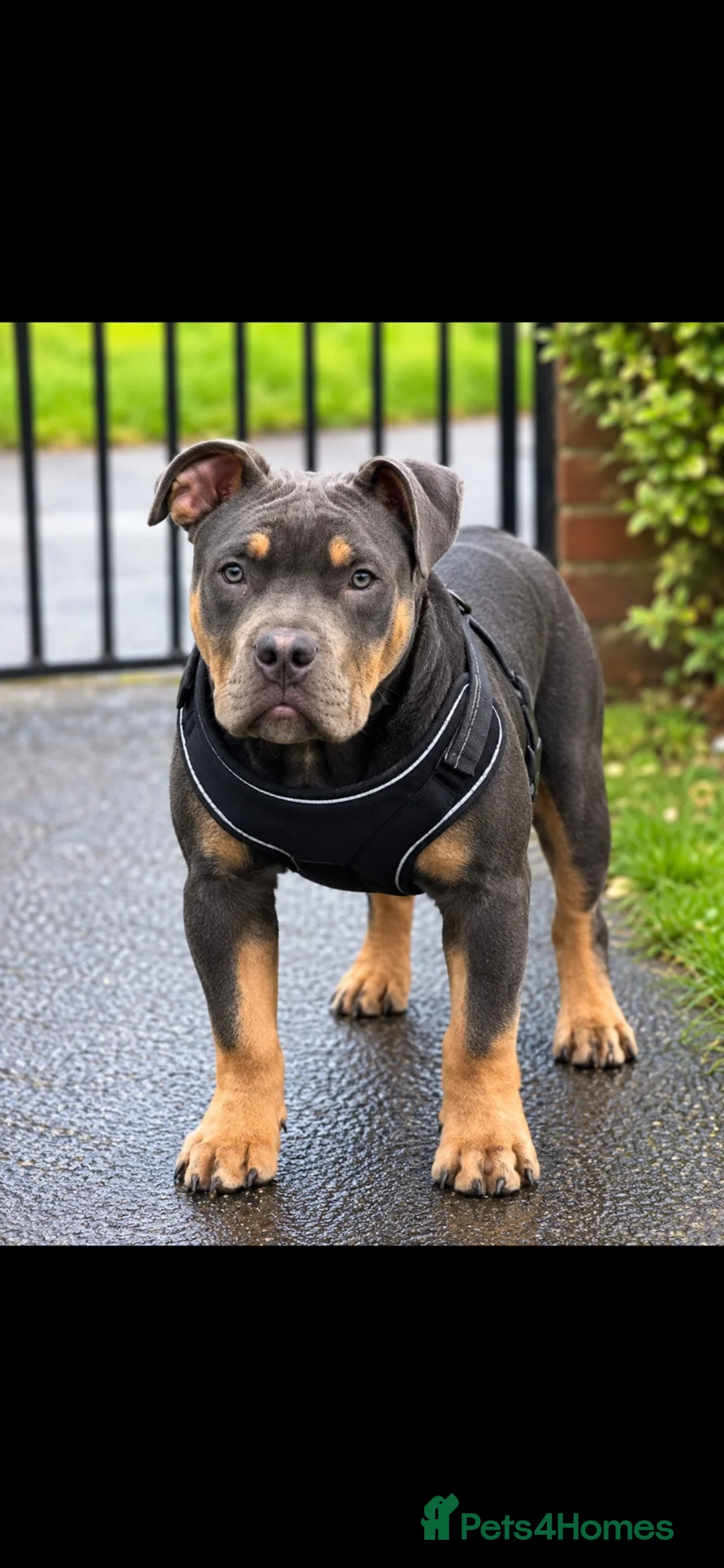 Mixed Breed dogs for sale: Pocket bully 6 month old boy in Jarrow - Advert 1