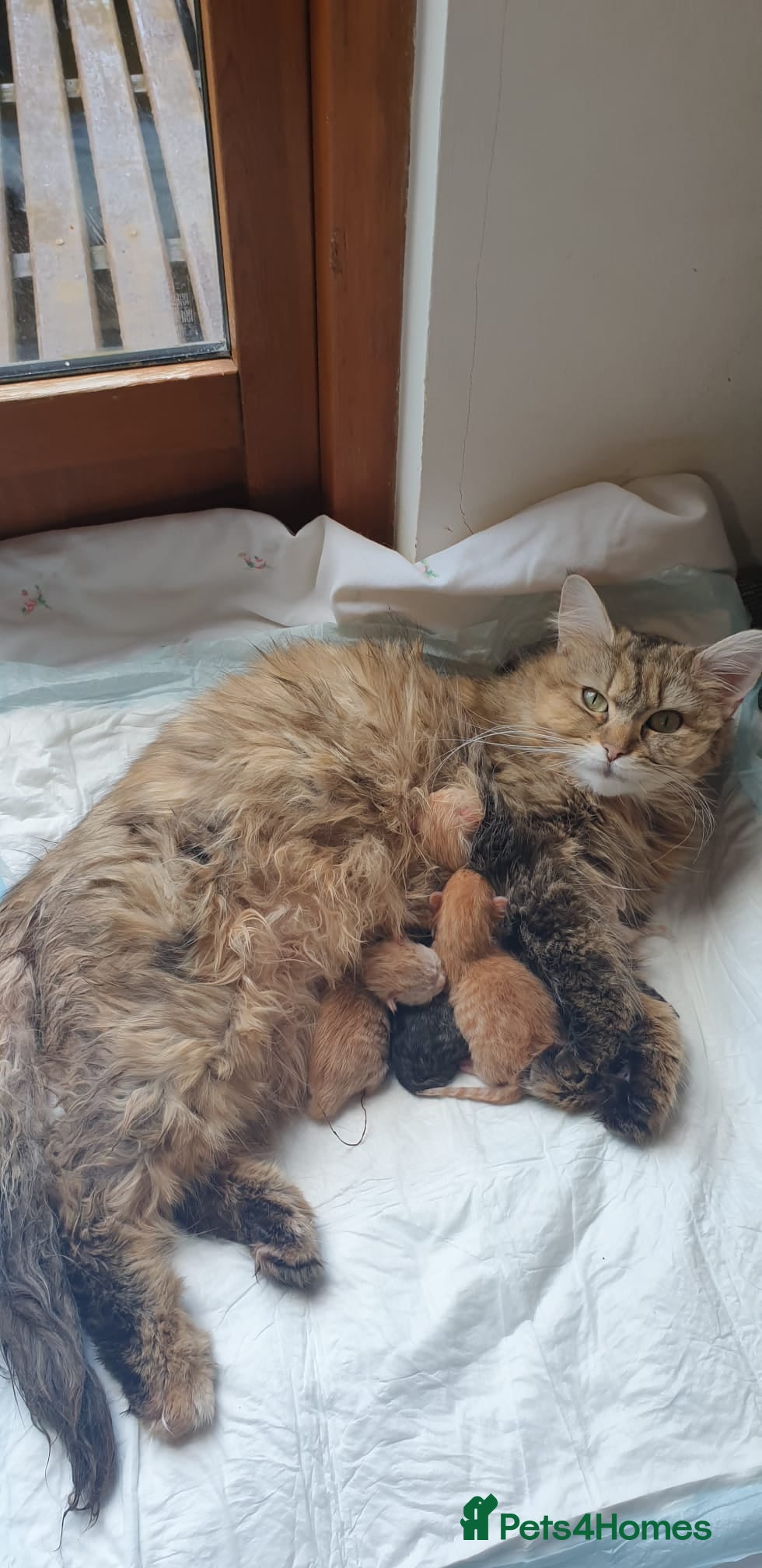 Mixed Breed cats Maine Coon cross Norwegian kittens  - Advert 2