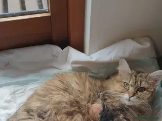 Mixed Breed cats Maine Coon cross Norwegian kittens - Advert 8