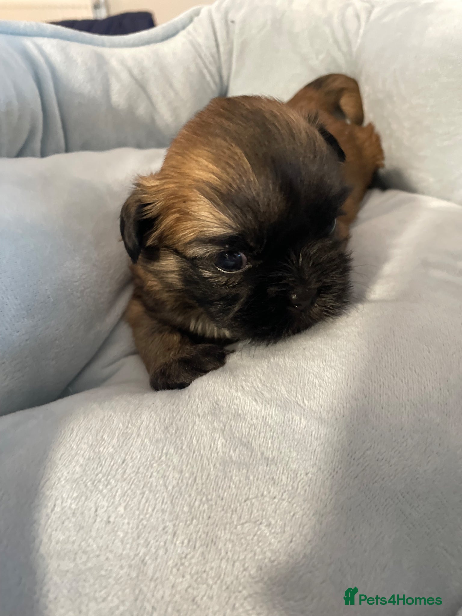 Shih Tzu dogs KC reg standard shihtzu - Advert 1